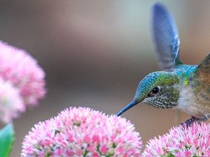 A close-up photo of a fast hummingbird with iridescent green feathers gathering nectar from a bright pink flower, symbolizing the speed of the MapHub performance update. to our latest performance updates and new features.