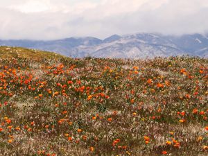 A wide landscape photograph of a field filled with vibrant orange poppies and wild grasses, with a golden hill and cloud-covered mountains in the background. custom icons to make your project stand out.