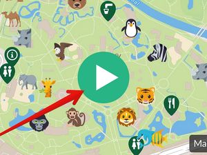 A static preview of an embedded MapHub map for a zoo, featuring a large red arrow pointing to the central green 'play' button to illustrate the extra click the new autoplay feature removes. instantly, skipping this initial 'play' screen.