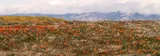 A wide landscape photograph of a field filled with vibrant orange poppies and wild grasses, with a golden hill and cloud-covered mountains in the background. custom icons to make your project stand out.