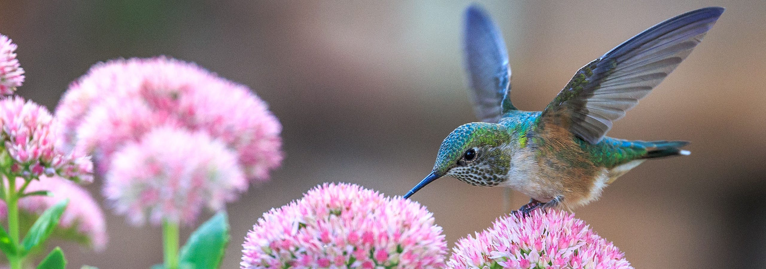 A close-up photo of a fast hummingbird with iridescent green feathers gathering nectar from a bright pink flower, symbolizing the speed of the MapHub performance update. to our latest performance updates and new features.